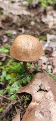 Austroboletus