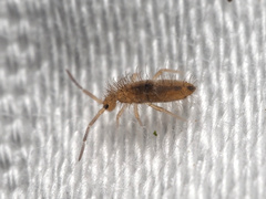 Entomobrya