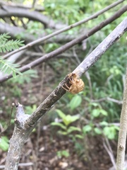Cicadoidea