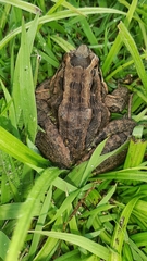 Leptodactylus latrans