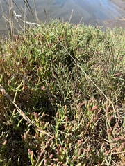 Salicornia pacifica