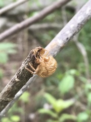 Cicadoidea