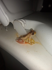 Dendropsophus elegans