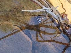 Thermonectus marmoratus