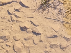 Thermonectus marmoratus