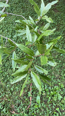 Quercus phellos