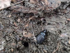 Sphaeroderus stenostomus lecontei