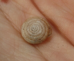 Euchemotrema leaii