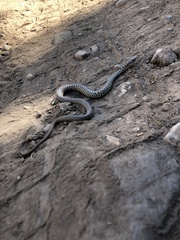Coluber constrictor mormon