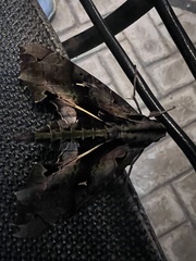 Hemeroplanes triptolemus