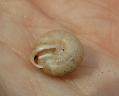 Euchemotrema leaii