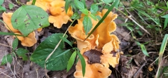 Cantharellus lateritius