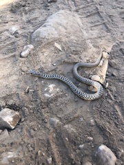 Coluber constrictor mormon