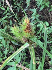 Carex lupulina