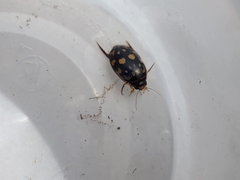 Thermonectus marmoratus