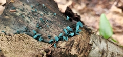 Chlorociboria aeruginascens