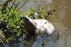 Trachemys dorbigni
