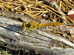 Sympetrum