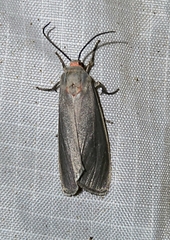 Arctiinae