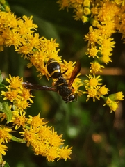 Euodynerus foraminatus