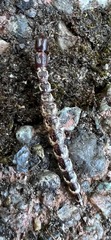Nearctodesmidae