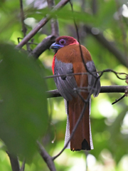 Harpactes diardii diardii