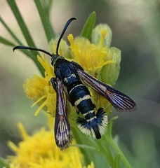 Synanthedon decipiens