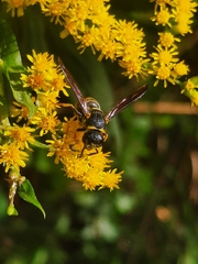 Euodynerus foraminatus