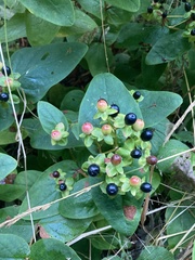 Hypericum androsaemum