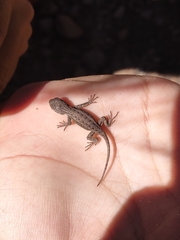 Sceloporus tristichus