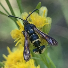 Synanthedon decipiens