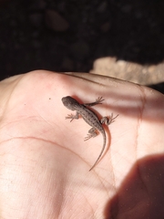 Sceloporus tristichus
