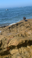 Arenaria melanocephala