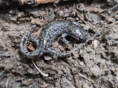 Ambystoma