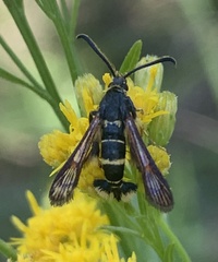 Synanthedon decipiens