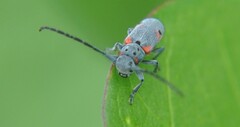 Tetraopes batesi