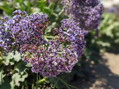 Limonium perezii