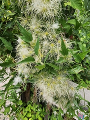 Clematis ligusticifolia