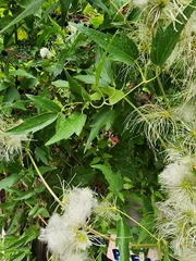 Clematis ligusticifolia