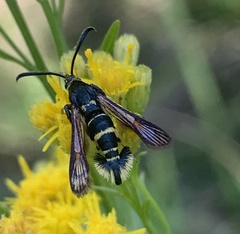 Synanthedon decipiens