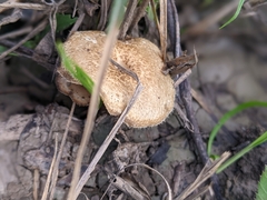 Lentinus arcularius
