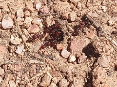 Pogonomyrmex huachucanus