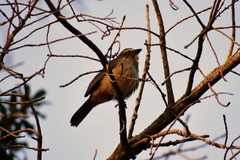 Saltator coerulescens