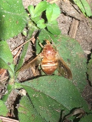 Goniops chrysocoma