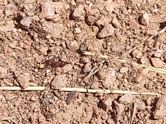 Pogonomyrmex huachucanus