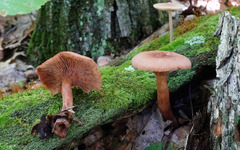 Lactarius rimosellus