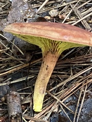 Phylloporus
