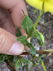Oenothera