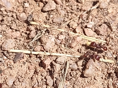 Pogonomyrmex huachucanus