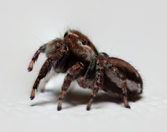 Evarcha proszynskii